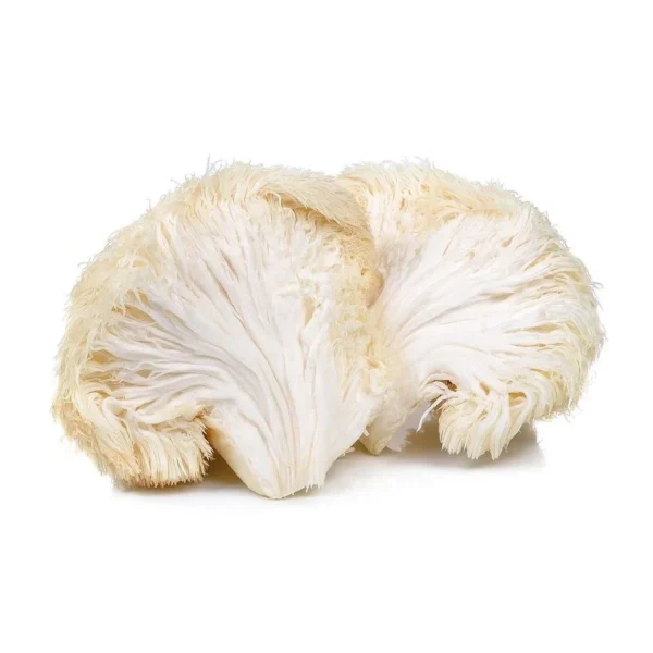Lions Mane Liquid culture