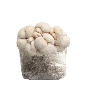 6LB Lion's Mane Premium Fruiting Kit - 100% Colonized