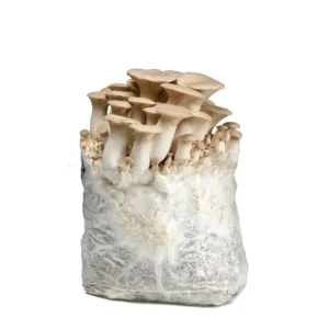 6LB King Oyster Premium Fruiting Kit - 100% Colonized